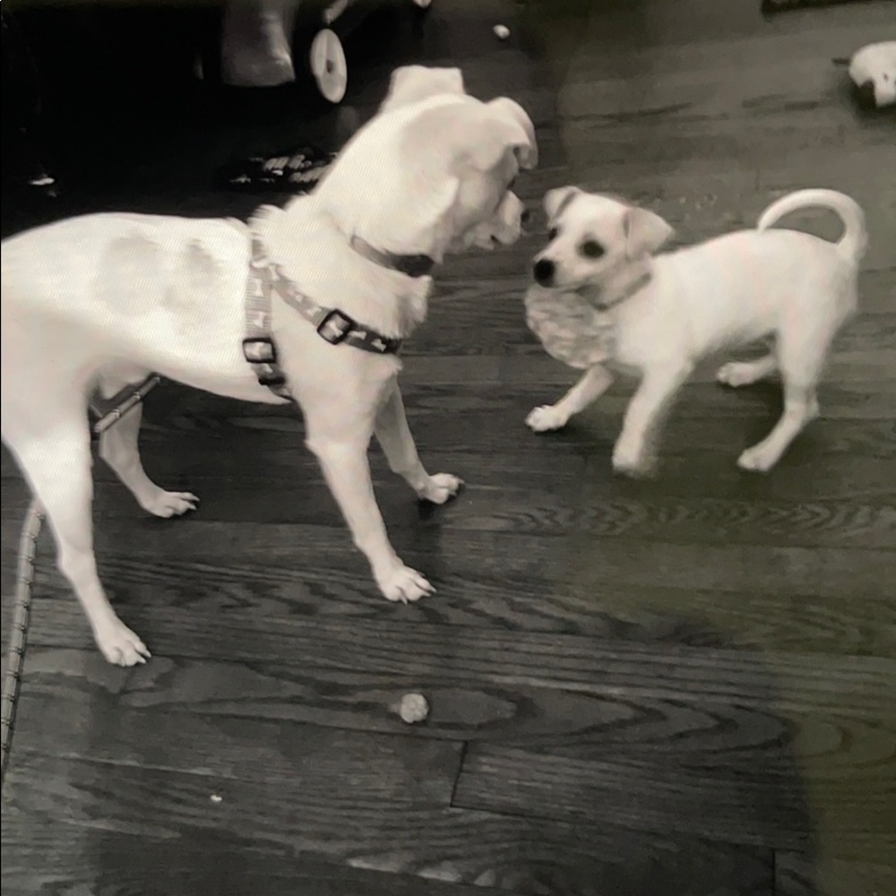 Meet your Posher, David